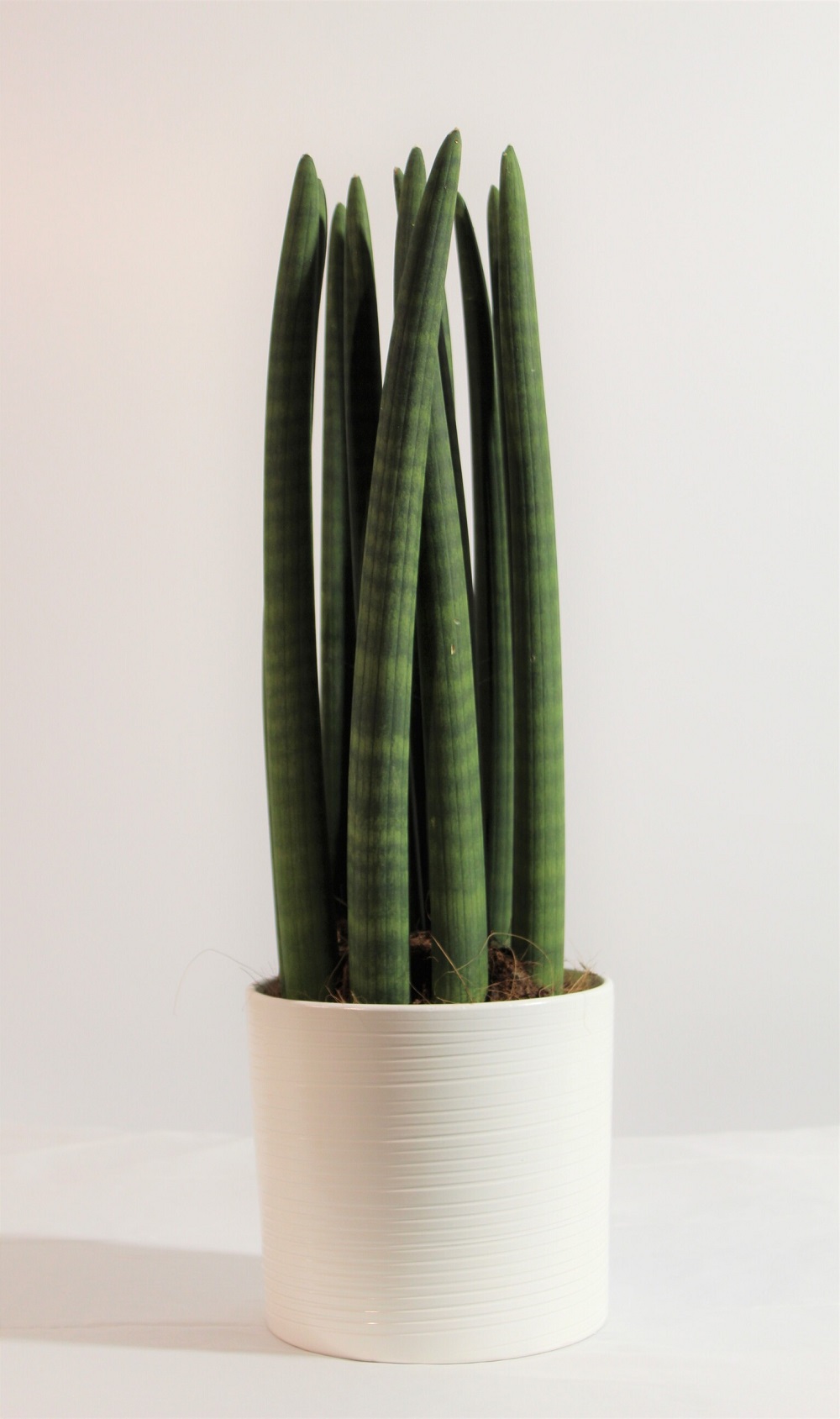 Sansevieria Cylindrica 4 Sansevieria Cylindrica 4