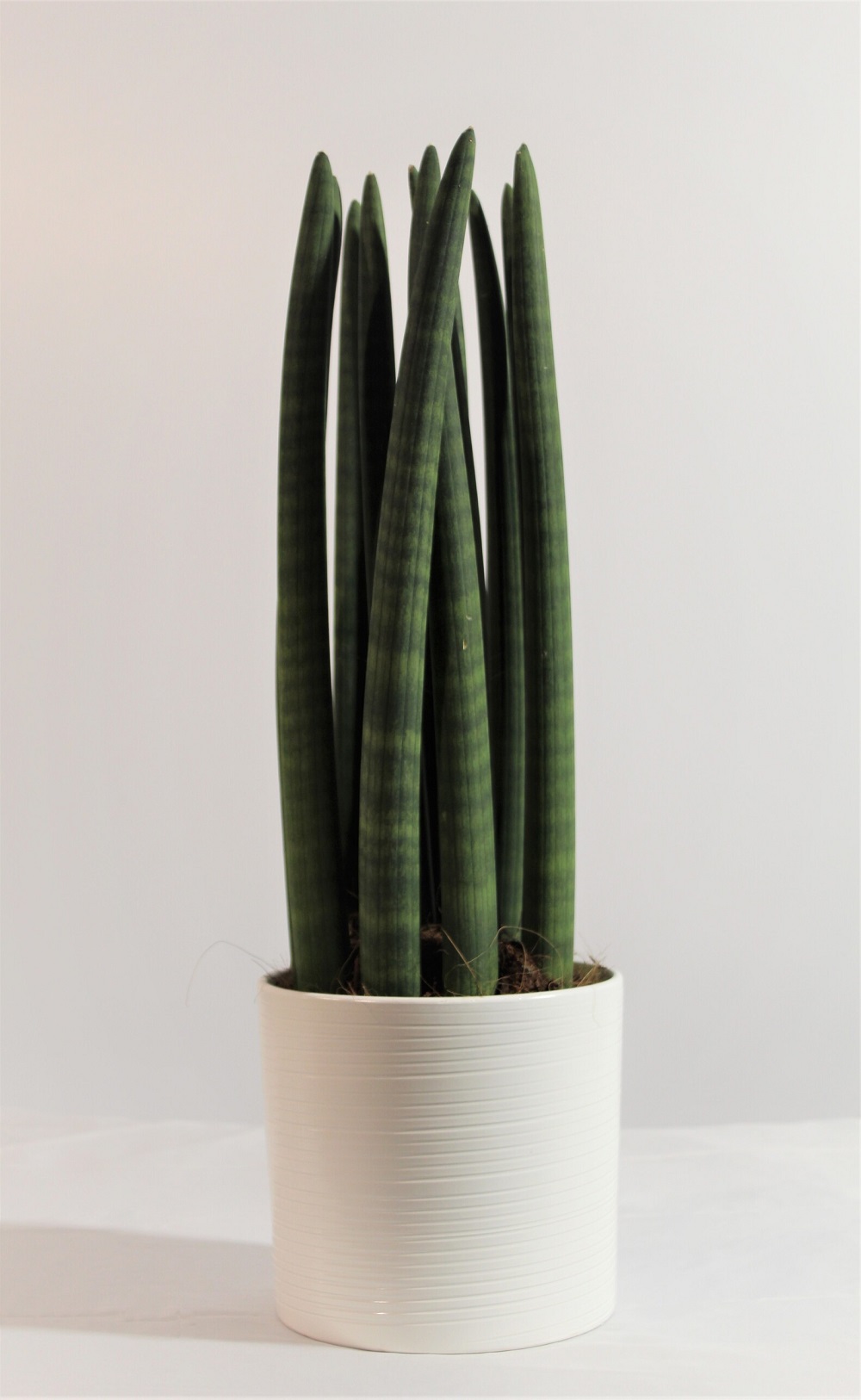 Sansevieria Cylindrica 5 Sansevieria Cylindrica 5