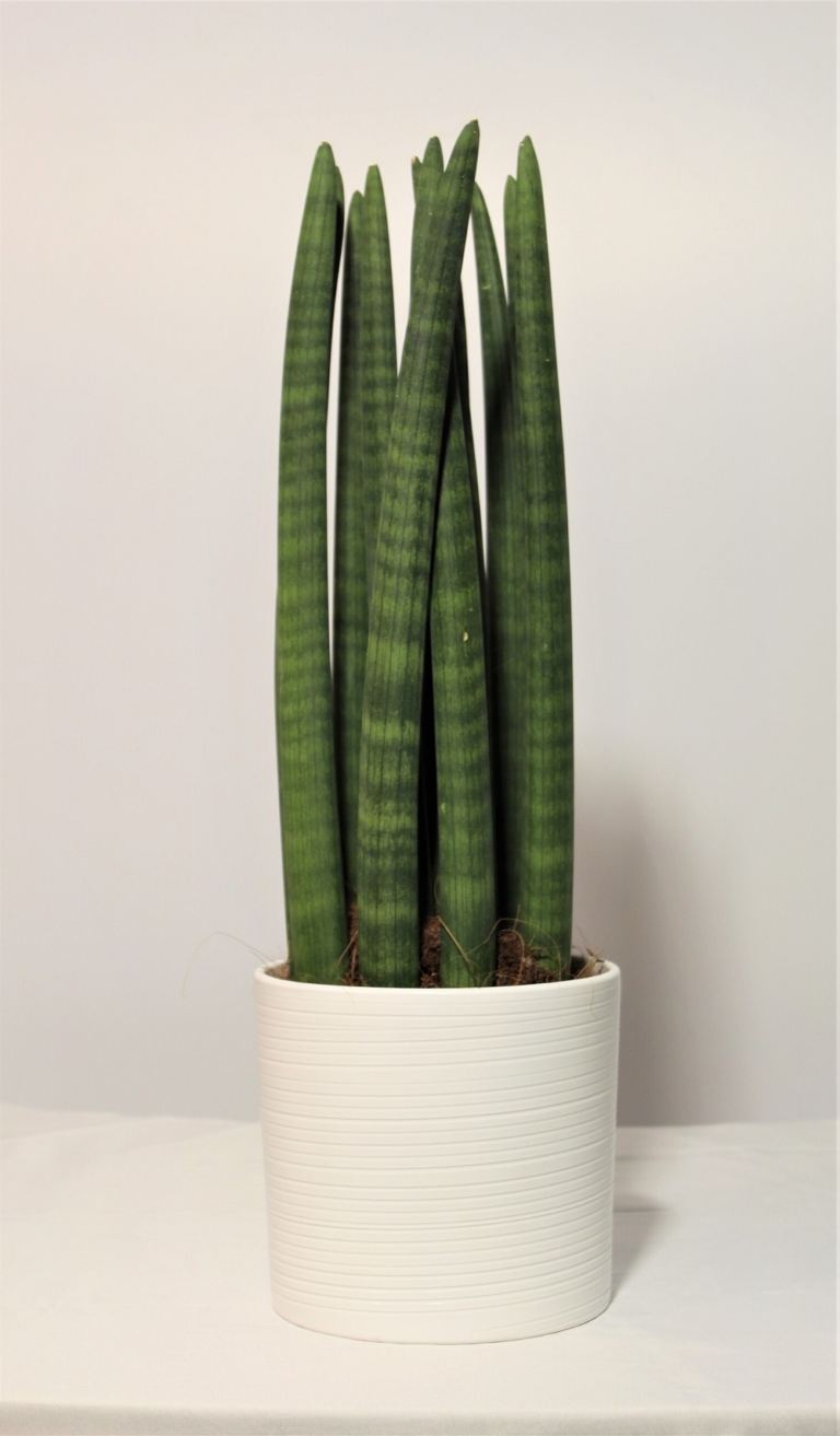 Sansevieria Cylindrica