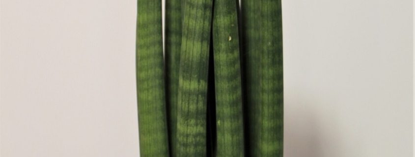 Sansevieria Cylindrica