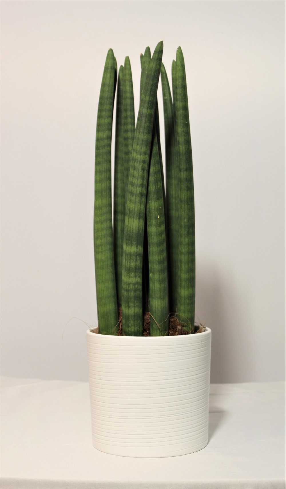 Sansevieria Cylindrica Sansevieria Cylindrica