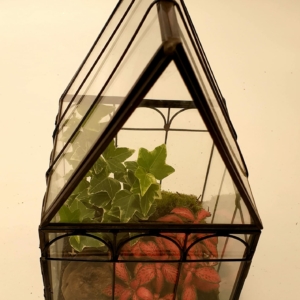 Serra Geometrica - Terrarium Contrasto Tropicale-mix