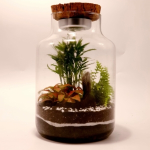Ampolla Botanica – Terrarium Chiuso con Luce e Tappo in Sughero