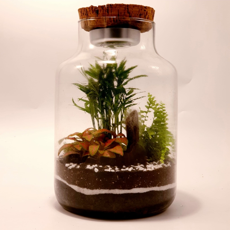 Terrarium Ampolla