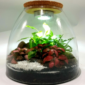 Eco-Cupola Illuminata – Terrarium Chiuso con Luce e Tappo in Sughero