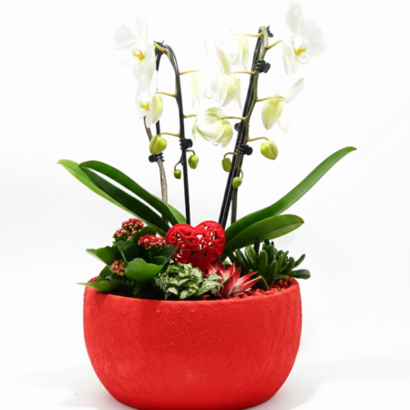 Ciotola Rossa Passione Orchidee con Sottobosco Vivo