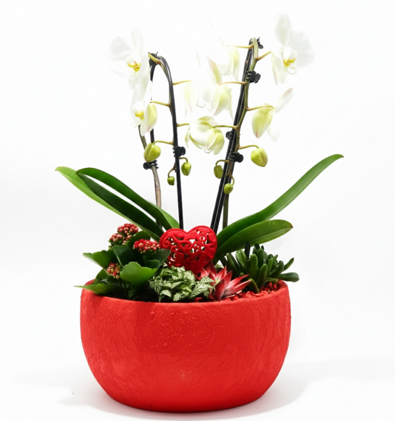 Ciotola Rossa Passione Orchidee con Sottobosco Vivo