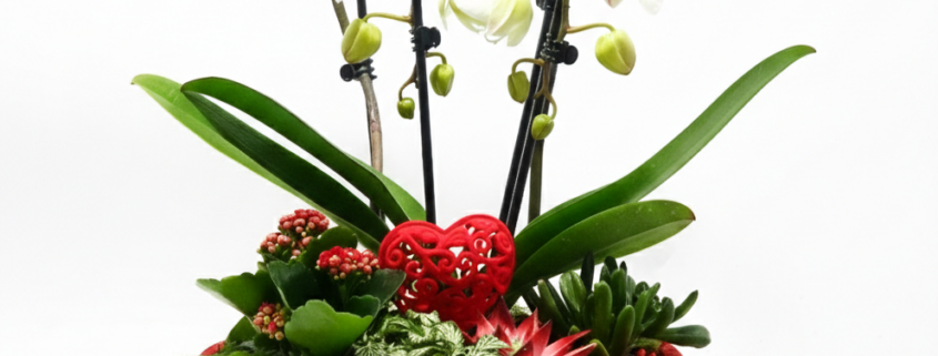 Ciotola Rossa Passione Orchidee con Sottobosco Vivo
