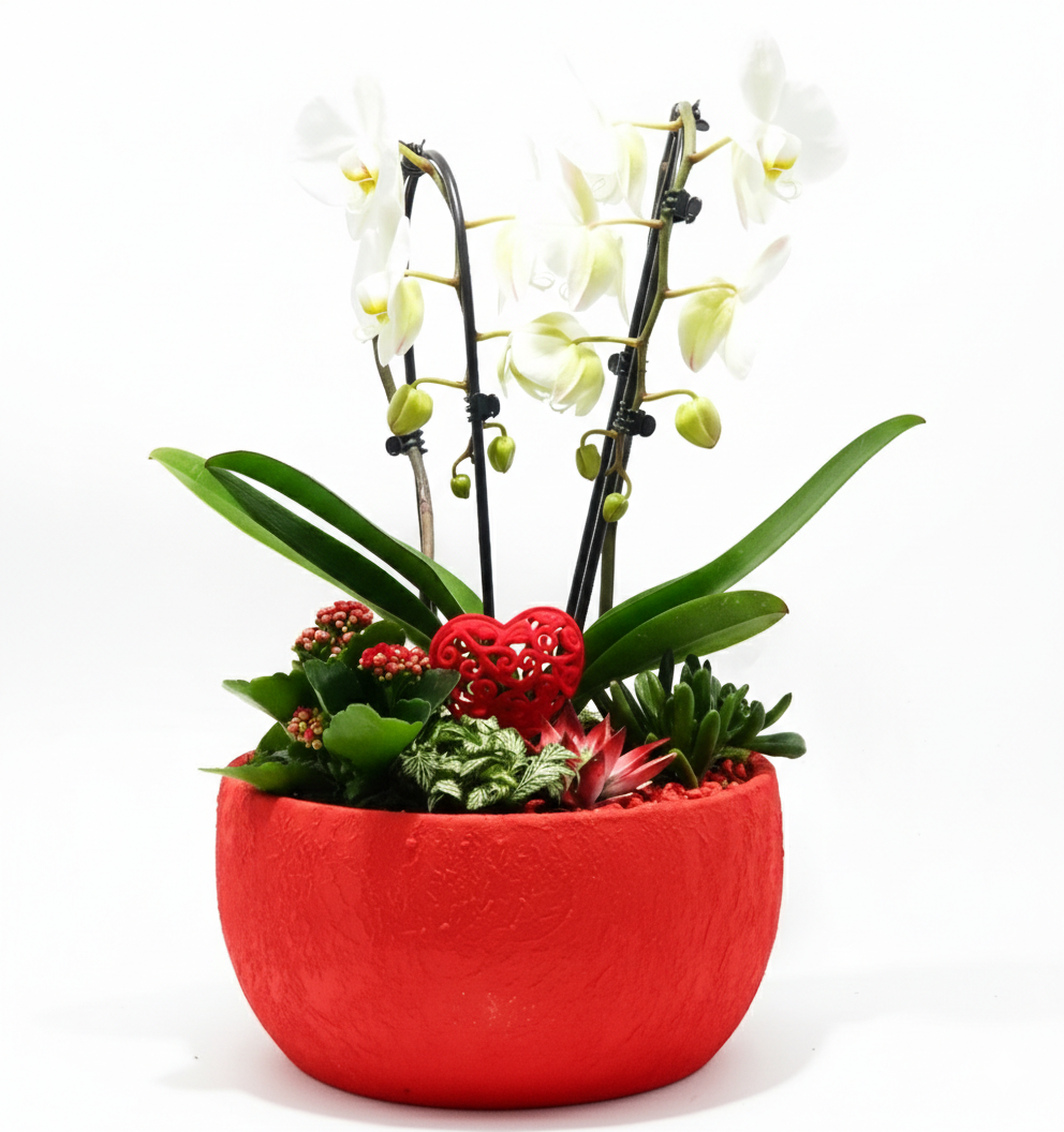 Ciotola Rossa Passione Orchidee con Sottobosco Vivo Ciotola Rossa Passione Orchidee con Sottobosco Vivo