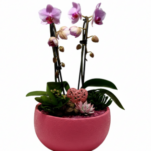 Ciotola Rosa Armonia: Orchidee e Sfumature Gentili